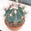 ferocactus_emoryi